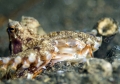 Amphioctopus marginatus 02