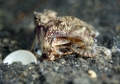 Amphioctopus marginatus 03