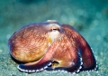 Amphioctopus marginatus 01