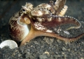 Amphioctopus marginatus 05