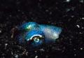 Euprymna 01