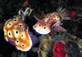 Chromodoris kuniei 01