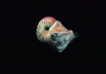 Nautilus pompilius 01