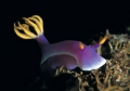 Hypselodoris apolegma 01