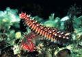 Hermodice carunculata 02