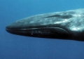 Balaenoptera physalus 01