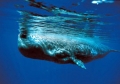 Physeter macrocephalus 01