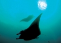 Manta birostris 01