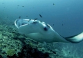 Manta birostris 04