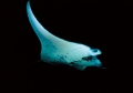 Manta birostris 06