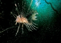 Lionfish 01