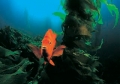 Kelp forest 06