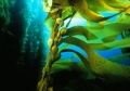 Kelp forest 01