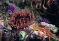 Sea anemone 01