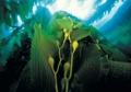Kelp forest 02