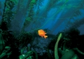 Kelp forest 05