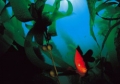 Kelp forest 03