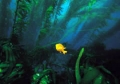 Hypsypops rubicundus 02