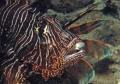 Pterois volitans 01