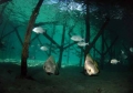 Platax orbicularis 06