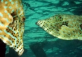 Aluterus scriptus 04