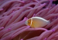 Amphiprion perideraion 04