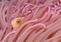 Amphiprion perideraion 01