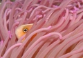 Amphiprion perideraion 01