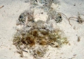 Synaceia verrucosa 02