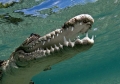 Crocodylus porosus 01