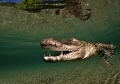 Crocodylus porosus 03