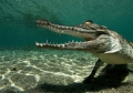 Crocodylus porosus 04