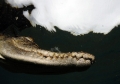 Crocodylus porosus 05