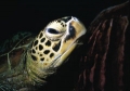 Caretta caretta 01