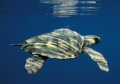 Caretta caretta 02