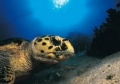 Caretta caretta 05