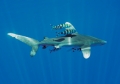 Carcharhinus longimanus 01
